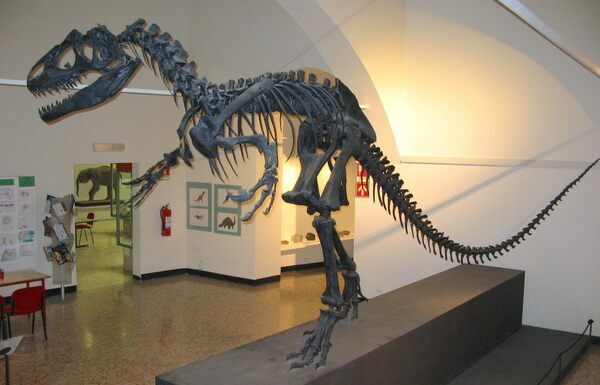 Allosaurus fragilis skeleton from Utah.